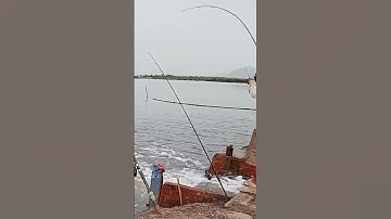 Câu Cá Tráp Đầu Mùa Bằng Mồi Cá Bống #fishing #shorts #shortvideo #caucatrap