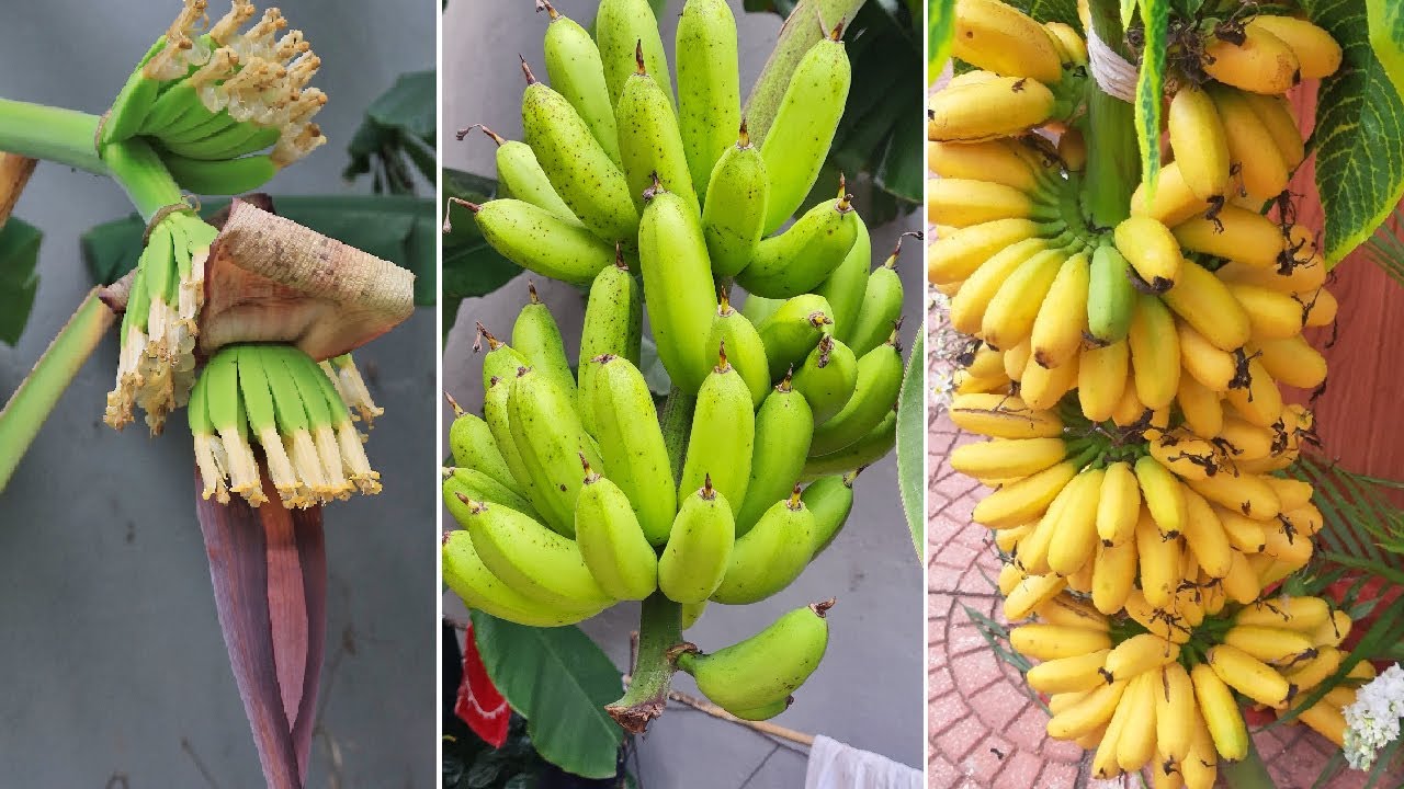 Simple tips to grow bananas at home for a lot of fruit YouTube