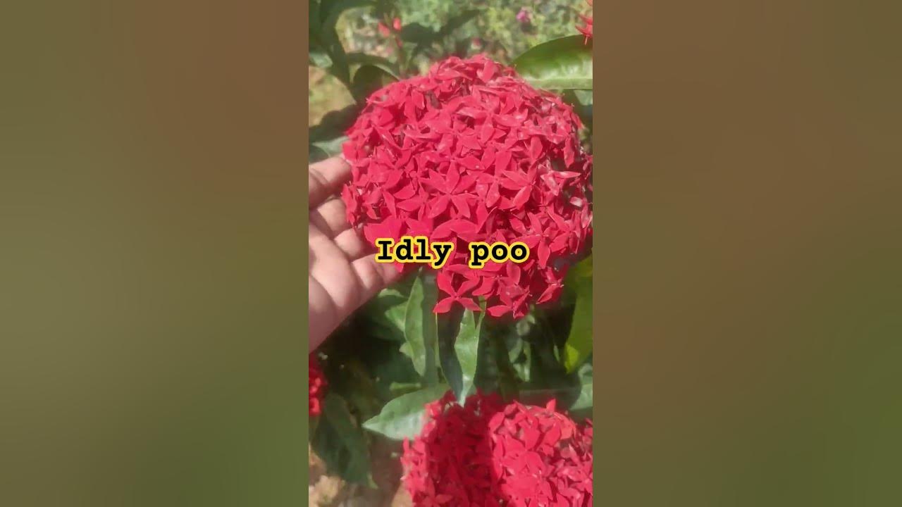 idly-poo-red-flower-plant-youtube