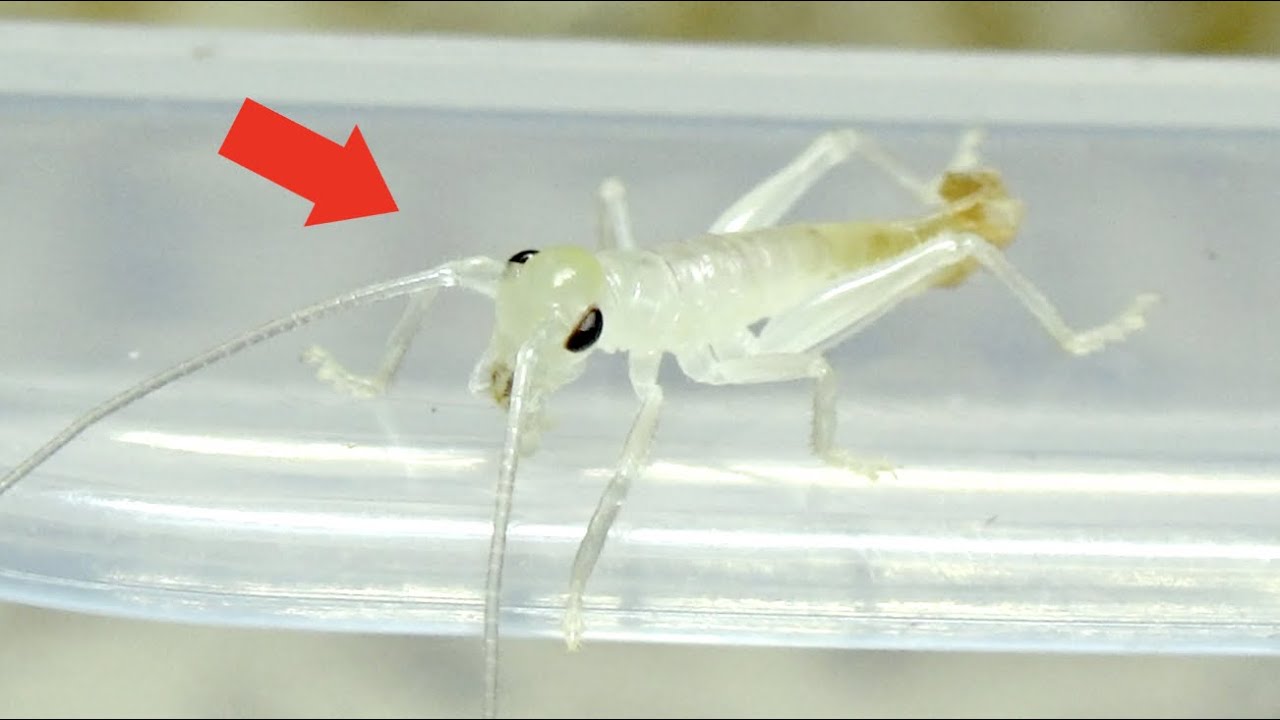 Shocking] The mystery of the Korogisu, which is not even in the