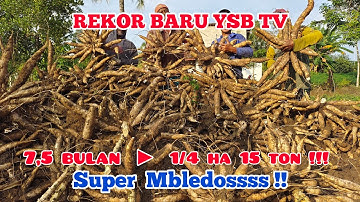 Singkong Garuda Super Jumbo | Varietas Unggul Andalan Petani Lampung ‼️