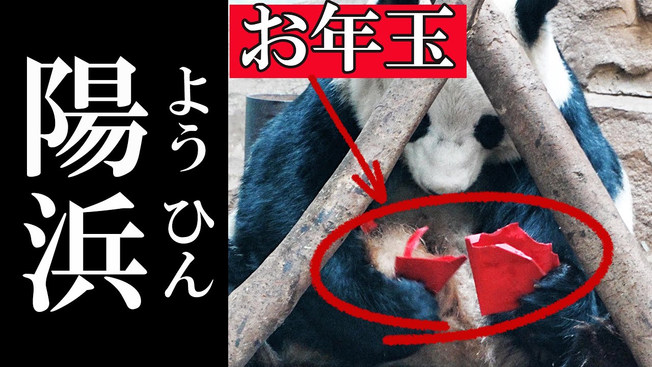 春節の祝いで「お年玉」をもらった陽浜ちゃん　　成都のパンダ#153