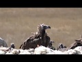 Kara Akbaba Leş Yerken - Cinereous Vulture Eating Carrion