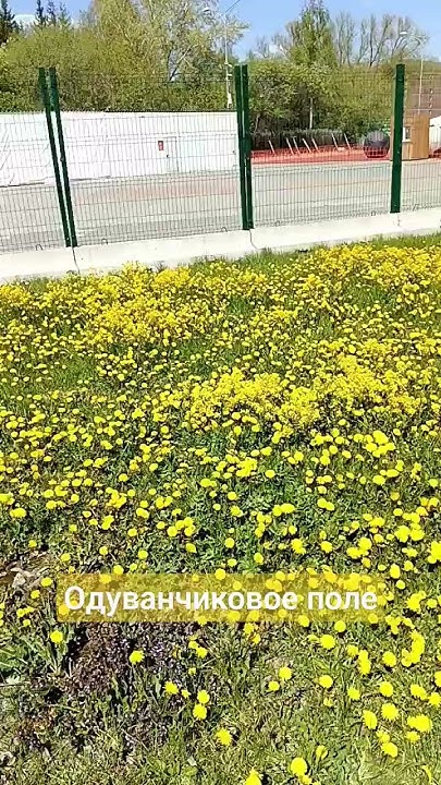 Одуванчиковое поле - YouTube