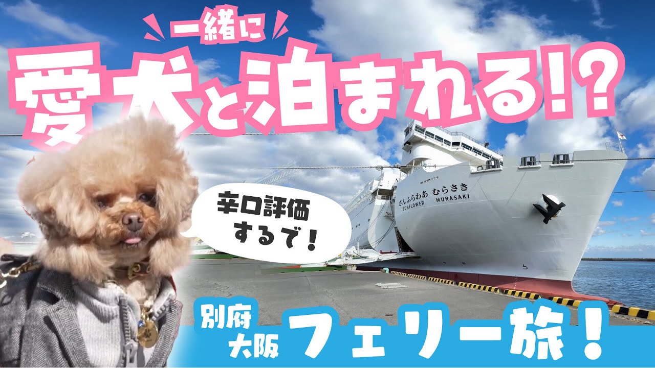 Pet] Toy poodle gets very excited about his first ferry ride
