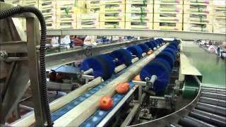 Eshet Eilon Pomegranate sizer.wmv