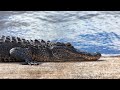 LIVE Rainstorm in Everglades, Florida Alligators & Wildlife