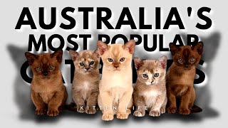 Feline Frenzy: The Most Popular Cat Breeds in Australia in 2023 by Kitten Life 1,918 views 1 year ago 5 minutes