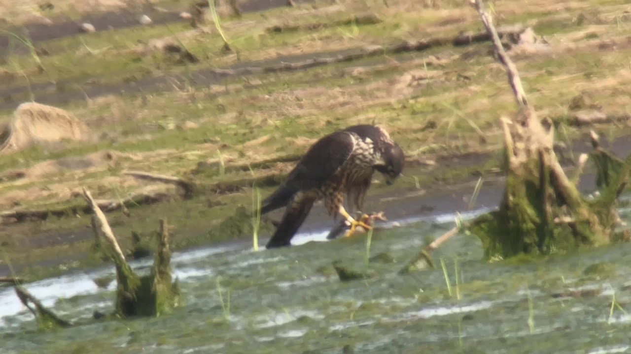 Peregrine Falcon at North Ottawa Impoundment YouTube