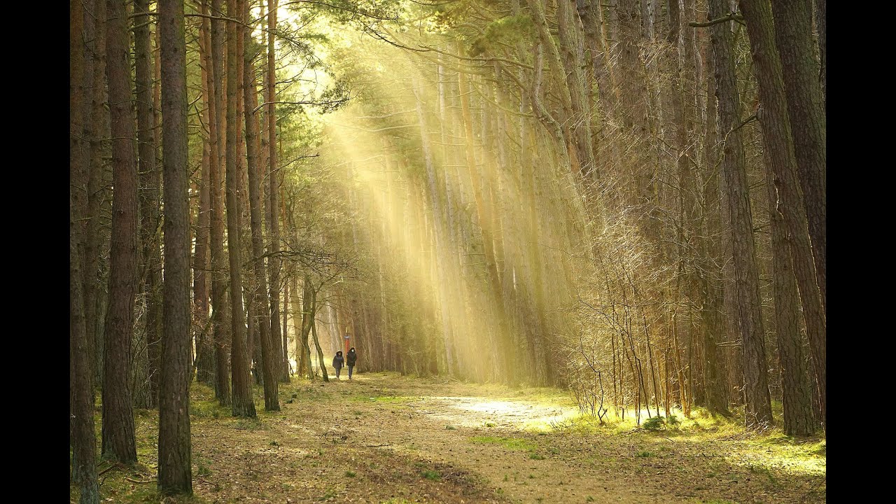 Forest Bathing all'Oasi Zegna 2 - YouTube