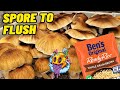 Spore to flush  uncle bens tek  complete beginners guide to growing mushrooms