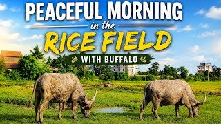 Peaceful Morning in the Rice Field with Buffalo 🐃🌾#buffalo #ricefield 