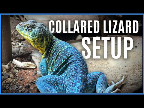 COLLARED LIZARD SETUP - Collared Lizard Vivarium - Collared Lizard Terrarium - Collared Lizard Cage