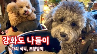 푸들형제｜강화도 나들이｜농가의 식탁, 조양방직｜푸들｜실버푸들｜silver poddle by ChrisMasEve 크리스마스이브 219 views 1 year ago 5 minutes, 23 seconds