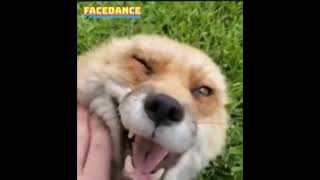 Preview 2 HAPPY FOX Deepfake Resimi