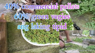 azolla, malunggay at kangkong, malaking tulong sa mahal na commercial feeds ngayon