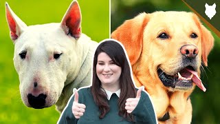 BULL TERRIER VS LABRADOR by Fenrir Bull Terrier Show 1,804 views 3 years ago 6 minutes, 59 seconds