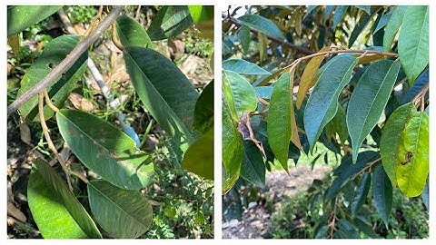 269: Sầu riêng giai đoạn kiến thiết cơ bản|Vấn đề thường gặp? Vườn anh Hòa ngã 7|Kỹ sư Thái