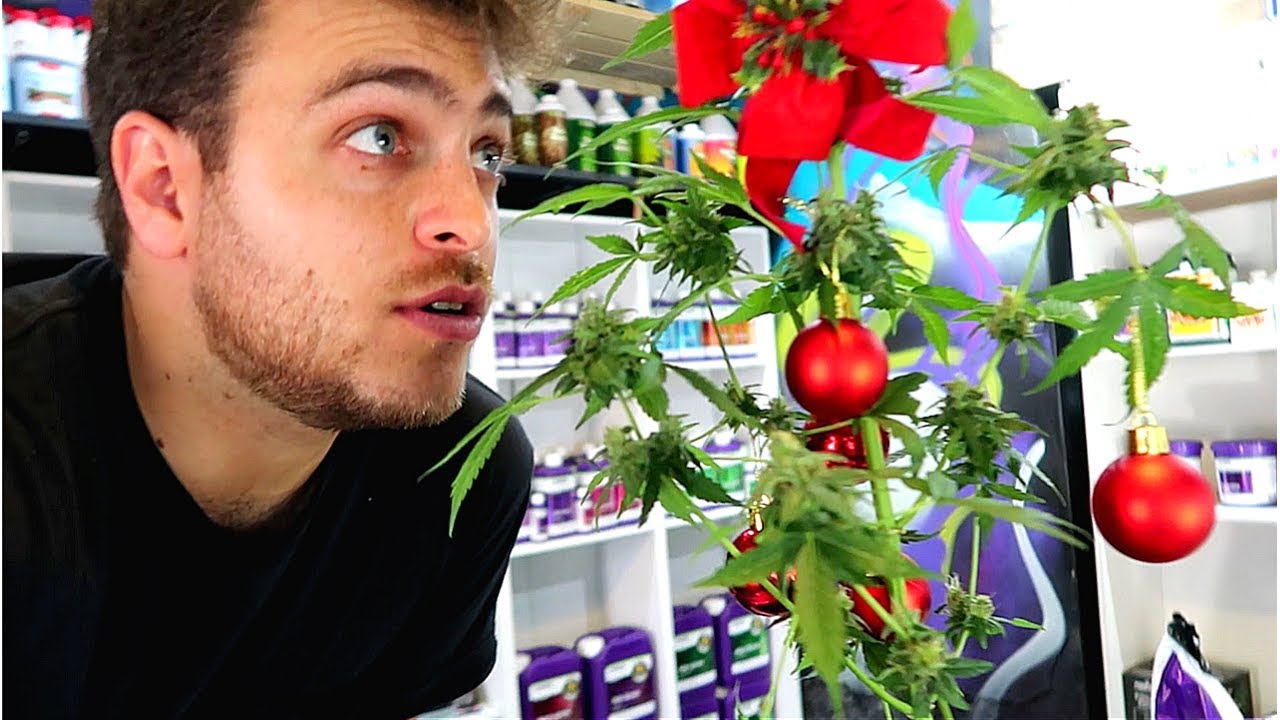 ASÍ ES VIVIR EN URUGUAY CON MARIHUANA LEGAL