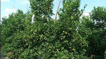 quất thế khủng,quất tết đẹp năm 2023,quất cảnh đẹp