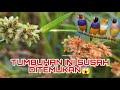 MASUK HUTAN BANYAK SEKALI SUARA² BURUNG.  CANTIK SEKALI !!.