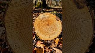 पेड़ों के तनों के बारे में रोचक जानकारी #facts #viral #tree #treefacts #trees #shorts #doyouknow