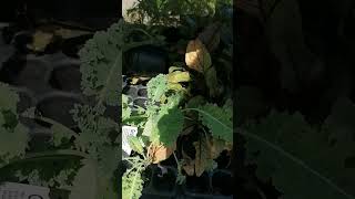 Ab Ins Wintergemüsebeet