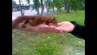 Mutiges Eichhörnchen