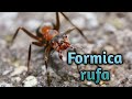 Formica rufa/polyctena. Рыжие лесные муравьи. Жизнь в природе и содержание дома. Энциклопедия.