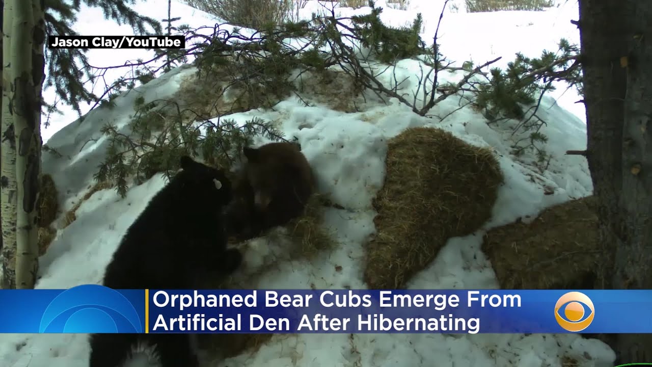 Video: Orphaned Bear Cubs Emerge From Artificial Den After Hibernating ...