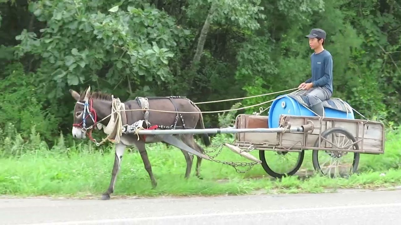 旅ロバのクサツネ君　働くロバへ　☆　ノースポールステイブル2024