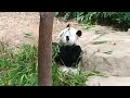 Baby Giant Panda Le Le Singapore