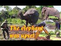 The elephant was upset - අලියෙක් කුලප්පු විය.  A fierce elephant | maranchadi tube | මරංචාඩි