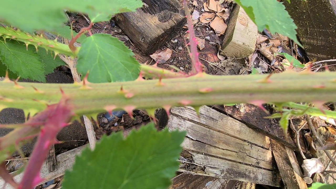 Identification Of Brambles Spreading Widely In A Garden 🏡 Invasive Weeds
