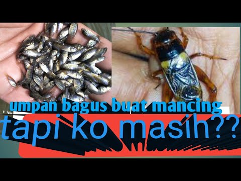 mancing-umpan-jangkrik-&-ikan-nila-kecil