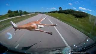 Hitting a deer at 70mph WARNING graphic content!