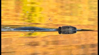 Partnering with Beaver to Restore Colorado Mountain Riverscapes