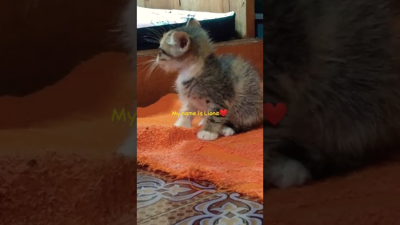 anak kucing yg sangat lucu dan imut ini bernama Liona #kucingimut #