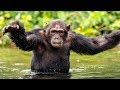 The Aquatic Ape Hypothesis