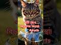 পানি দেখে বিড়ালের অবস্থা! 😹💧 #cat
