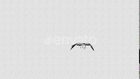 Snake Eagle with Caught Serpent - Flying Transition - V | Motion Graphics - Envato elements