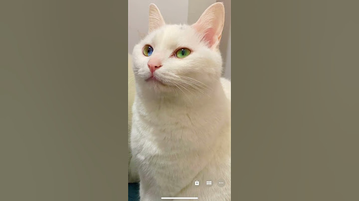 房东不让养猫怎么办