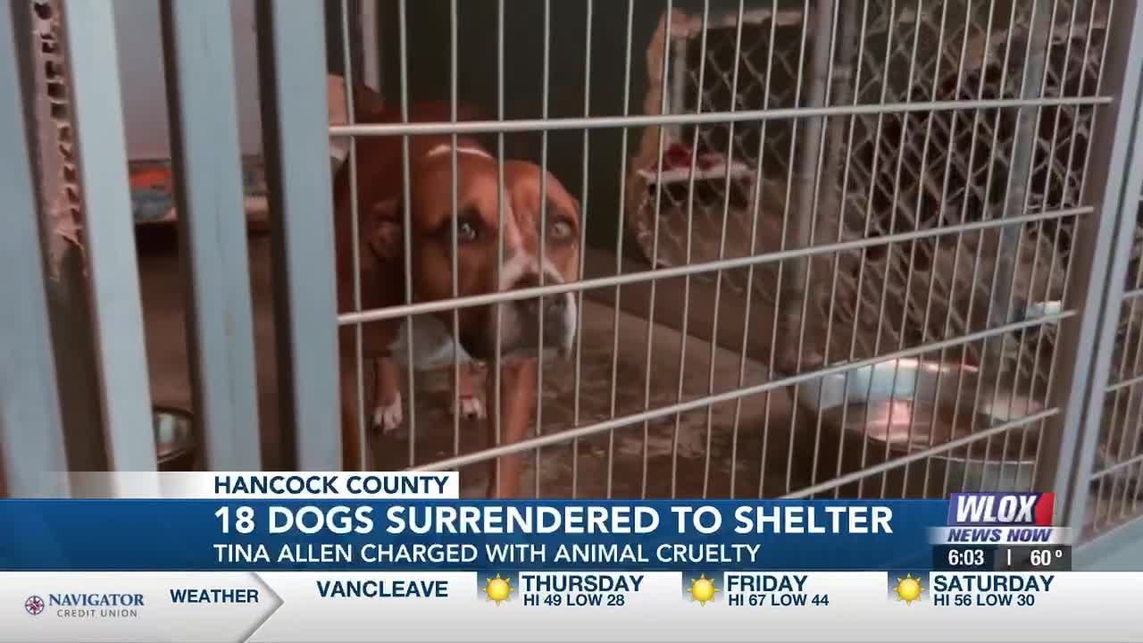 ANIMAL CRUELTY: Hancock County woman faces 18 charges, dogs surrendered to animal shelter