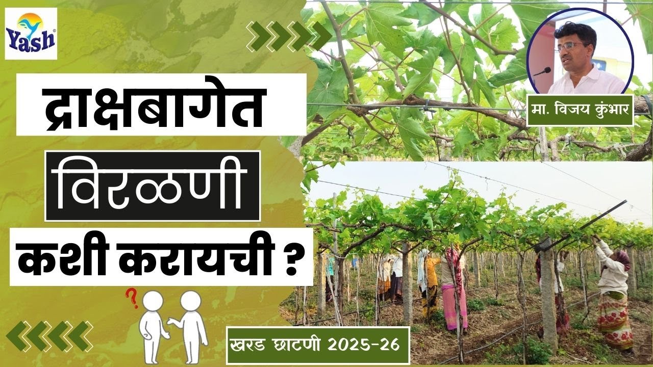 द्राक्ष बागेत विरळणी कशी करायची ? |@VijayKumbharYashAgroLab  #द्राक्षे #grape