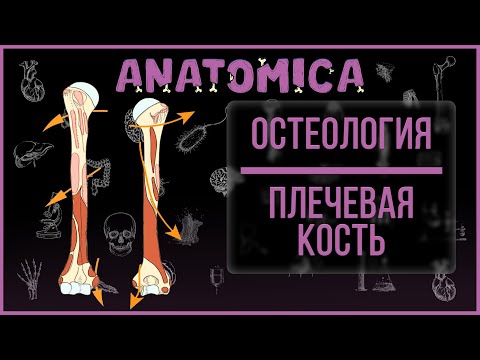 Кости верхней конечности / Анатомия плечевой кости / Остеология