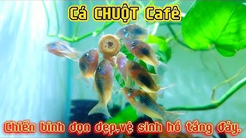Cá CHUỘT cafe,chuột JULI chiến binh dọn dẹp,vệ sinh hồ cá,bể thủy sinh tầng đáy. #haihireview