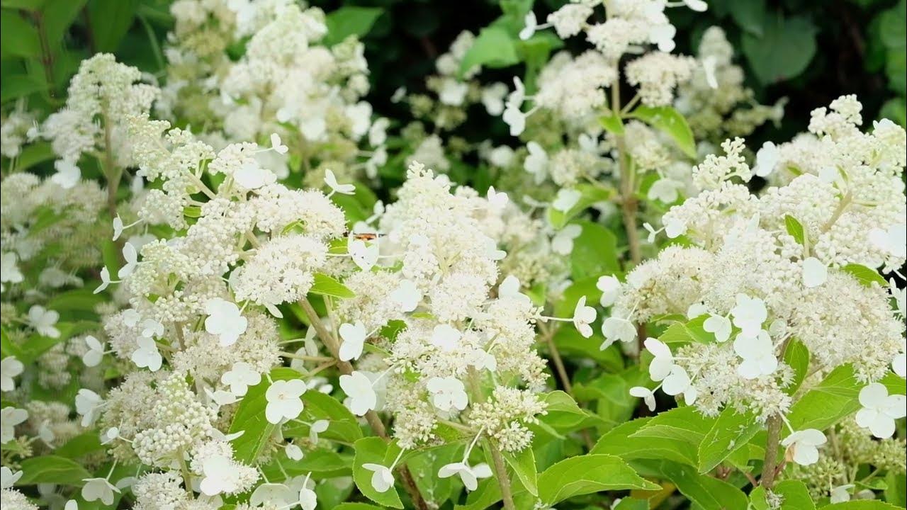 Гортензия метельчатая Мэджикал Гималая (Hydrangea paniculata `Magical ...