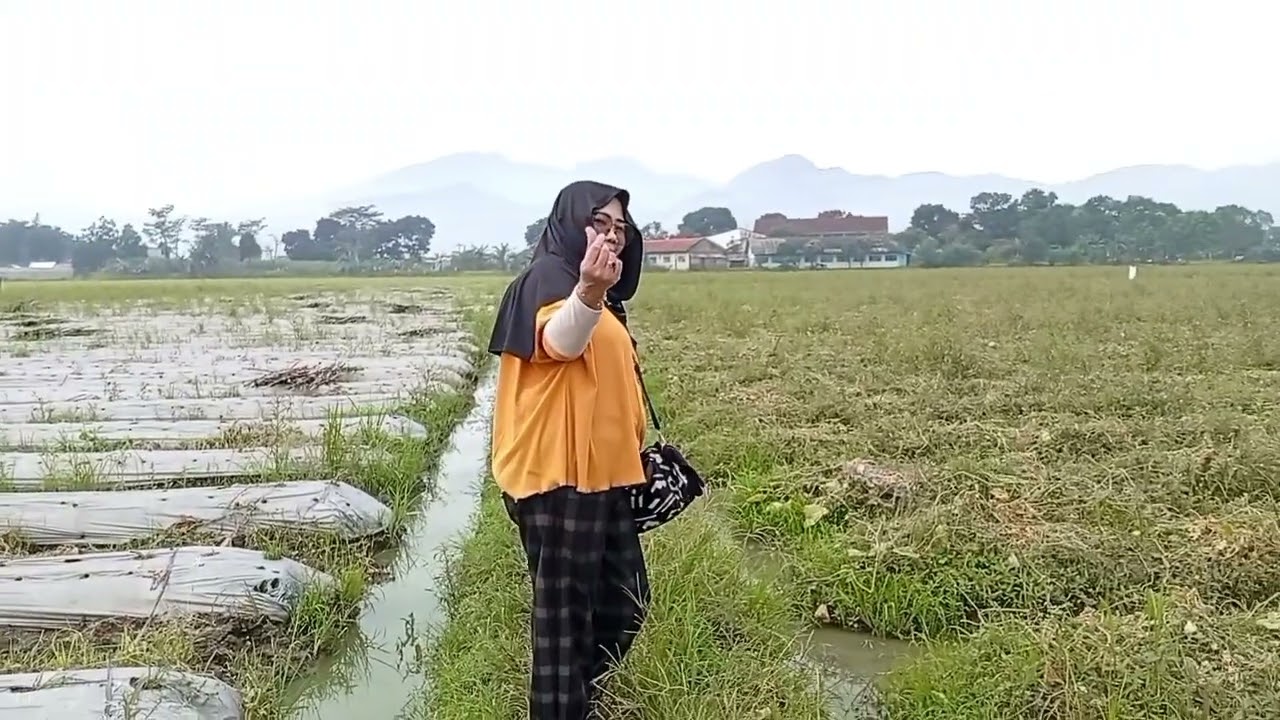 Cuci mata lihat pesawahan