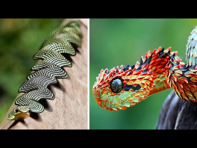 Rare Snake Types