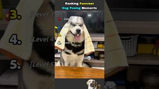 Funniest Dog Posing Moments